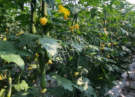 蔬菜種子種植戶客戶點評-種植“優(yōu)比1號”差的用戶，差到什么樣子？