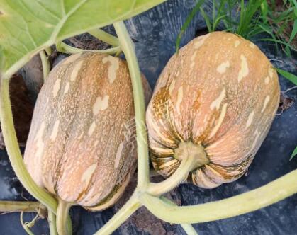 蔬菜種子種植戶客戶點評-“押寶”押對了，押對這個品種賺了2倍錢！