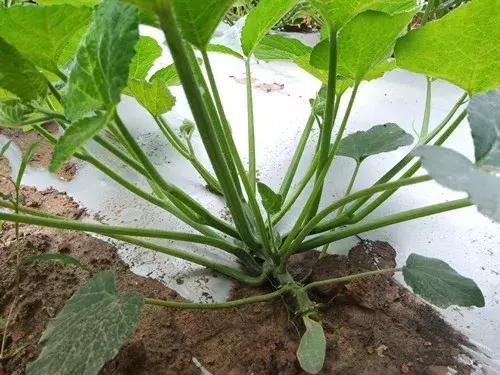 菜農(nóng)種植無(wú)需噴農(nóng)藥的蔬菜，不僅栽培簡(jiǎn)單、而且效益高