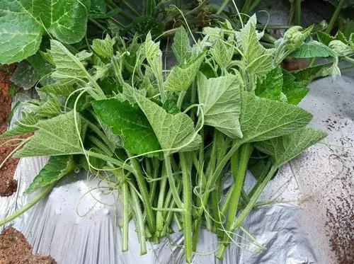 菜農(nóng)種植無(wú)需噴農(nóng)藥的蔬菜，不僅栽培簡(jiǎn)單、而且效益高