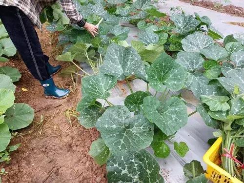 菜農(nóng)種植無(wú)需噴農(nóng)藥的蔬菜，不僅栽培簡(jiǎn)單、而且效益高