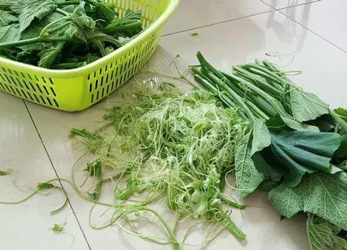 菜農(nóng)種植無(wú)需噴農(nóng)藥的蔬菜，不僅栽培簡(jiǎn)單、而且效益高