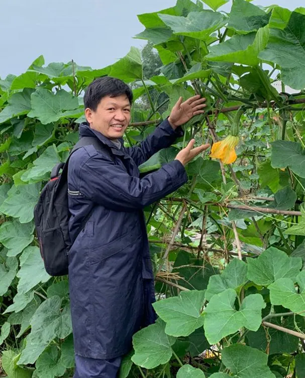 3元1斤的健美蜜本南瓜快成熟了，緬甸種植戶發來圖片與視頻