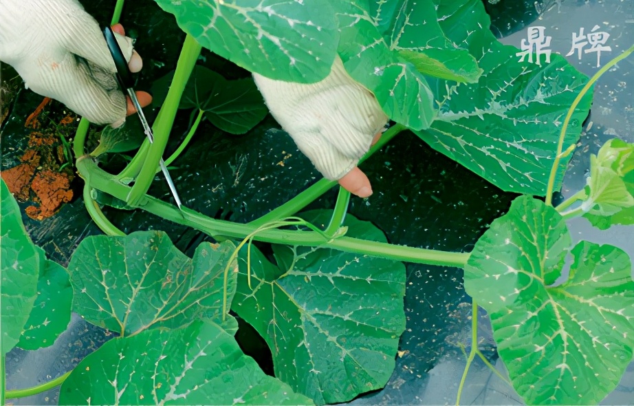 種這種綠葉菜，栽培輕松，畝產值過萬元，菜農表示很劃算