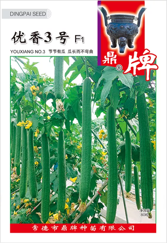 它是絲瓜種植戶的新選擇，節(jié)節(jié)有瓜，瓜長(zhǎng)而不彎曲
