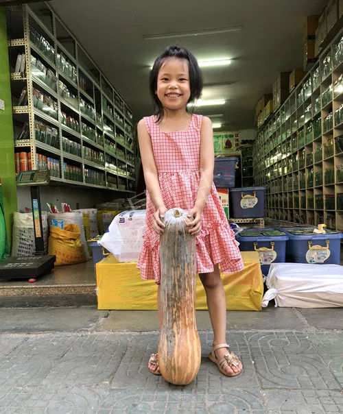 四川農(nóng)戶今年種“健美蜜本”南瓜產(chǎn)量高，品質(zhì)好，感覺巴適得很