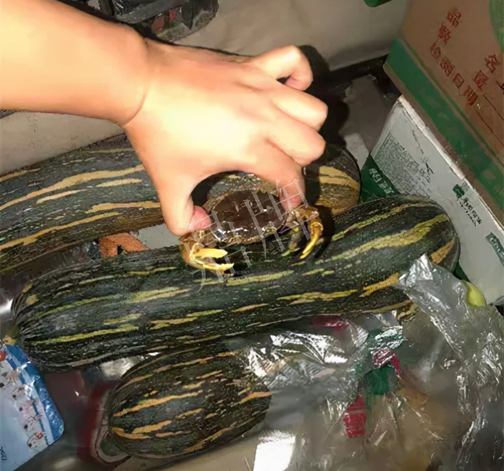 四川農(nóng)戶今年種“健美蜜本”南瓜產(chǎn)量高，品質(zhì)好，感覺巴適得很