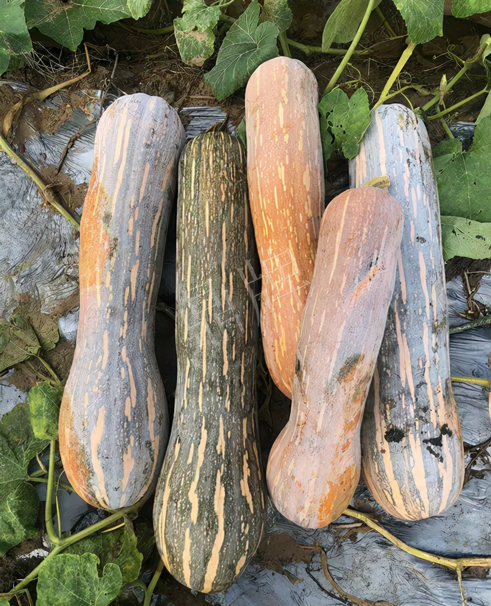 四川農(nóng)戶今年種“健美蜜本”南瓜產(chǎn)量高，品質(zhì)好，感覺巴適得很