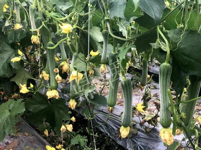 蔬菜種子種植戶客戶點評-這個絲瓜品種，找不到競爭對手……