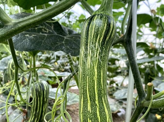 蔬菜種子種植戶客戶點評-打破常規(guī)，我的南瓜賣7元1斤……