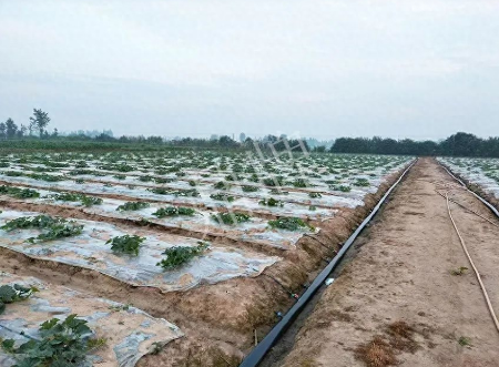 蔬菜種子種植戶客戶點評-80后大廚回鄉種甜瓜，第一年就賺15萬！