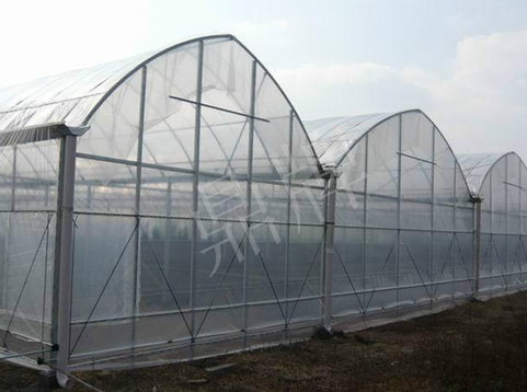 蔬菜種子種植戶客戶點評-鼎牌瓠瓜上市早，地頭批發價達到8元/斤，種植基地王老板告訴您！
