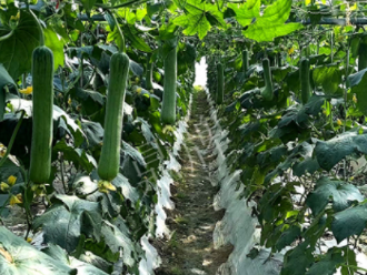 蔬菜種子種植戶客戶點評-高手在民間，浙江蒼南的絲瓜在下半年至春節，都有大量上市！