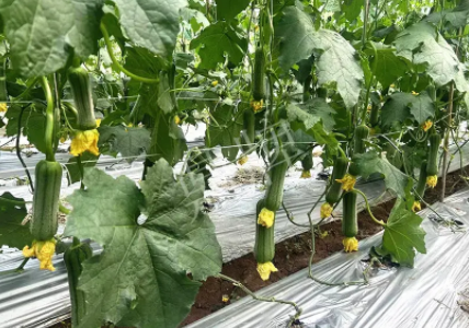蔬菜種子種植戶客戶點評-這個新品種好不好？？？見證的時候到了！