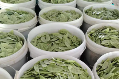 蔬菜種子種植戶客戶點評-時隔20年，我再種這個品種，大家來看看，怎么樣？