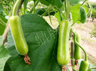 蔬菜種子種植戶客戶點評-科研人員發誓研究的一個抗高溫品種，您可能需要！