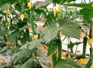 蔬菜種子種植戶客戶點評-一株結瓜30多個，價錢好，賺了！