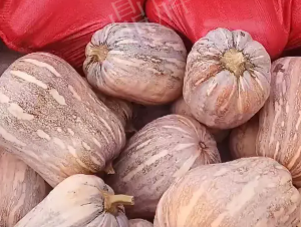 蔬菜種子種植戶客戶點評-今年，這個南瓜品種刷新了我的認知！您遇到過這種情況嗎？