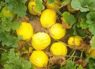 蔬菜種子種植戶客戶點評-瓜農說：“還得是這個品種啊！”，什么品種讓種植戶如此感慨？