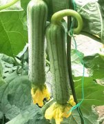 蔬菜種子種植戶客戶點評-這瓜，太美了！太美了！但我這個老菜農……唉！