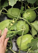 蔬菜種子種植戶客戶點評-瓜商喜歡、消費者喜歡，這個品種就好銷售！