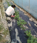 蔬菜種子種植戶客戶點評-我想要一個抗高溫又品質優良的甜瓜品種，終于找到了！